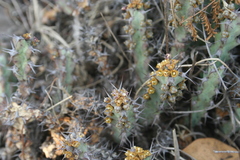 Euphorbia schinzii