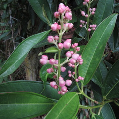 Miconia notabilis