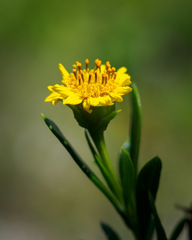 Borrichia arborescens