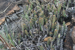 Euphorbia schinzii