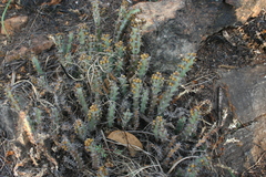 Euphorbia schinzii