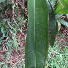 Miconia notabilis