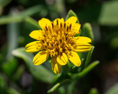 Borrichia arborescens