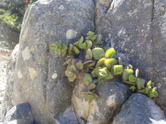 Crassula pellucida marginalis
