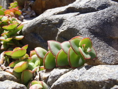 Crassula pellucida marginalis