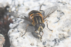 Helophilus groenlandicus