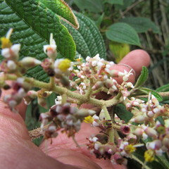Miconia subseriata