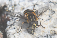 Helophilus groenlandicus