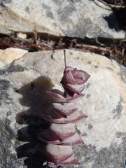 Crassula perforata perforata