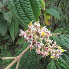 Miconia subseriata