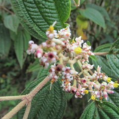 Miconia subseriata