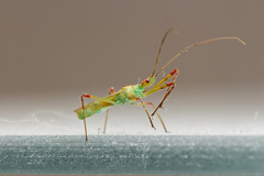 Atopozelus