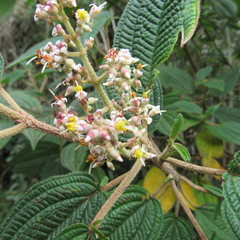 Miconia subseriata
