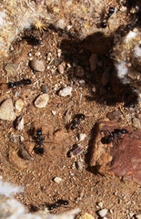 Messor capensis