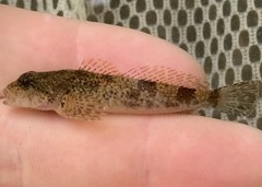 Cottus baileyi