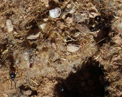 Messor capensis
