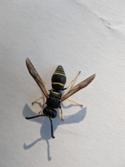 Euodynerus foraminatus