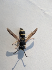 Euodynerus foraminatus