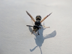 Euodynerus foraminatus