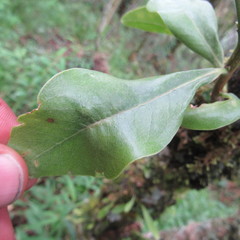 Daphnopsis caracasana