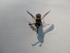 Euodynerus foraminatus