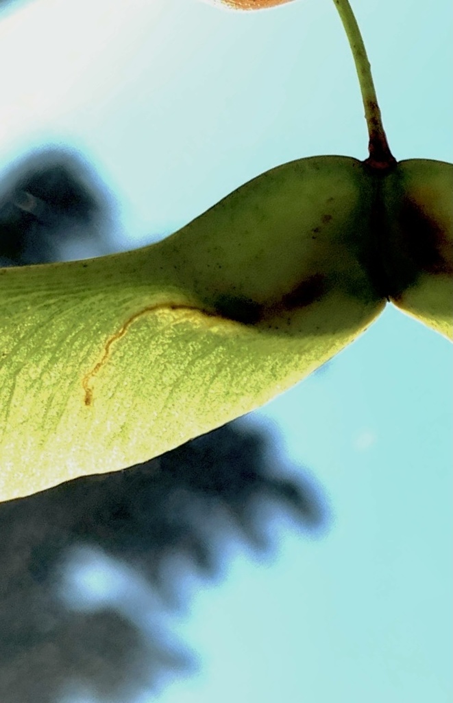 Norway Maple Seedminer Moth