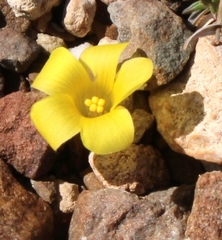 Oxalis melanosticta melanosticta