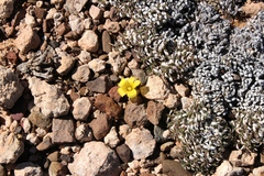 Oxalis melanosticta melanosticta