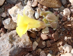 Oxalis melanosticta melanosticta