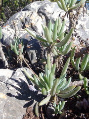 Curio crassulifolius