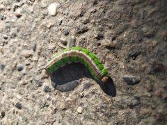 Sphinx morio arestus