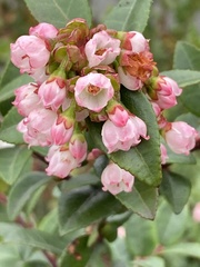 Vaccinium ovatum