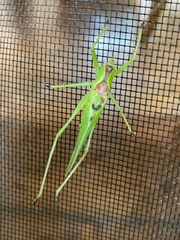 Hexacentrus hareyamai