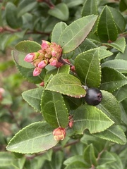 Vaccinium ovatum