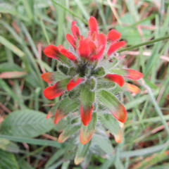 Castilleja arvensis