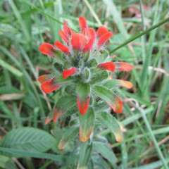 Castilleja arvensis