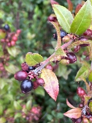 Vaccinium ovatum