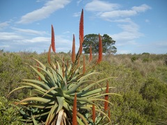Aloe arborescens × ferox