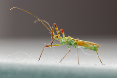 Atopozelus