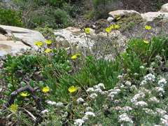 Crassothonna cacalioides