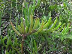 Crassothonna cacalioides