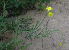 Crassothonna cacalioides