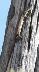 Trachylepis binotata