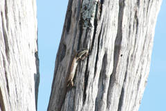 Trachylepis binotata