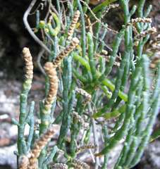 Salicornia littorea