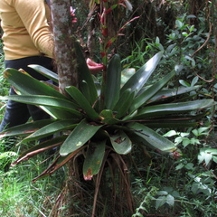 Tillandsia tovarensis