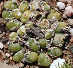 Gibbaeum nuciforme