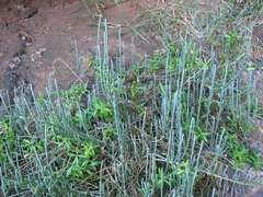 Salicornia littorea