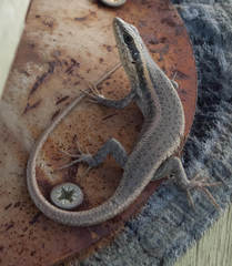 Trachylepis spilogaster