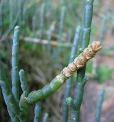 Salicornia littorea